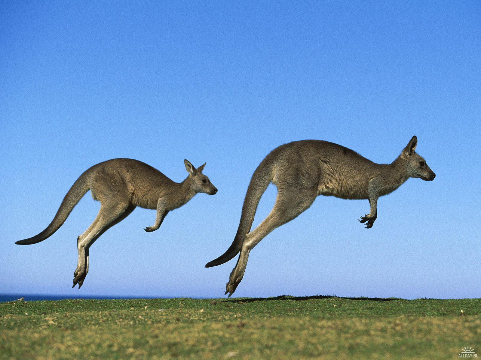 Australian+animals+kangaroo