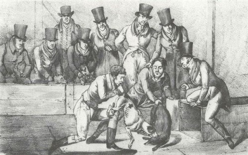 18th Century Badger Baiting