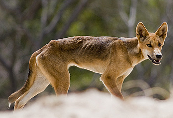 The Habitat Advocate » Fraser Island tourism The Habitat Advocate » Fraser Island tourism