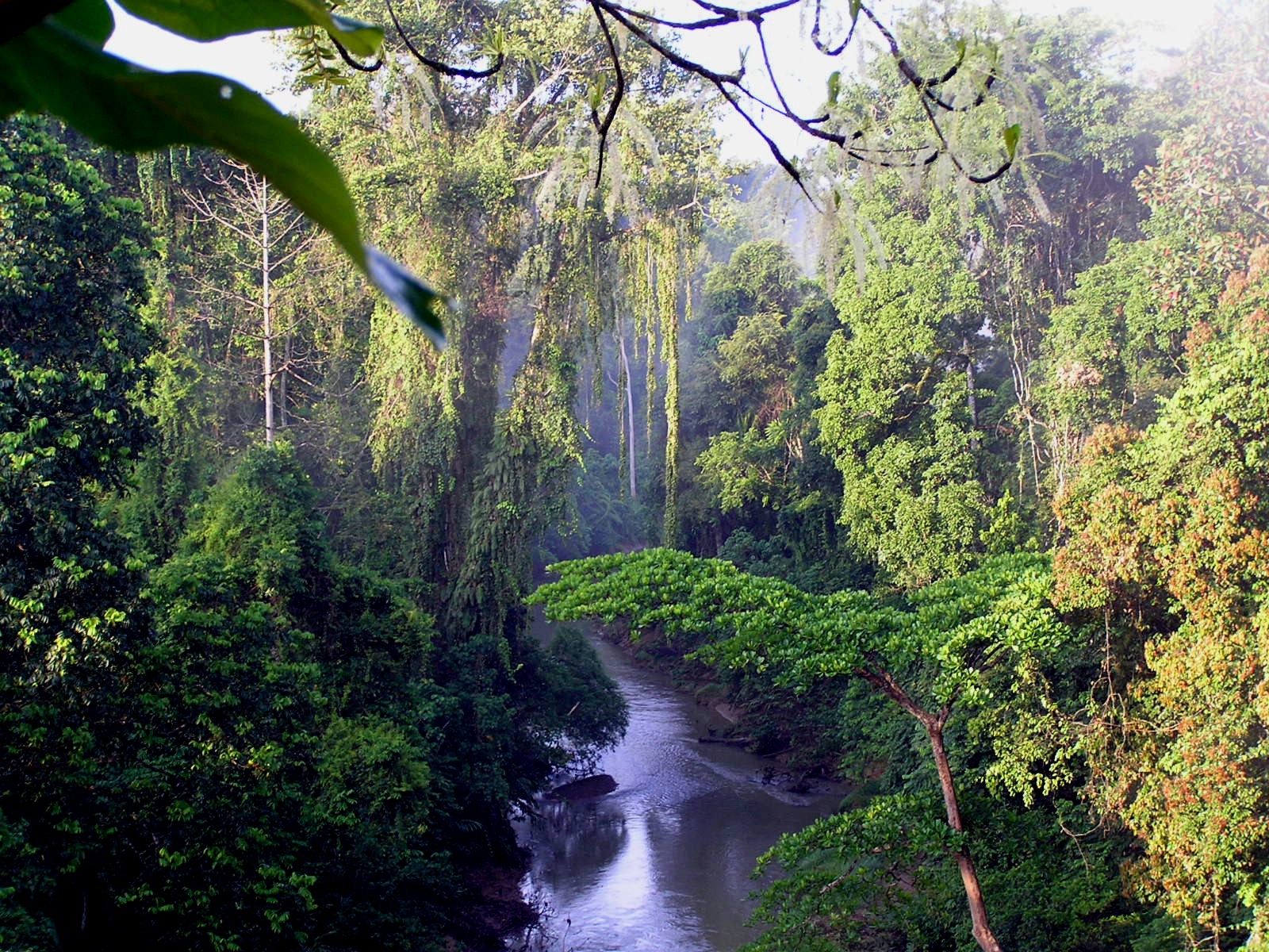 The Habitat Advocate Sumatra ID The Habitat Advocate The Habitat Advocate Sumatra ID The Habitat Advocate