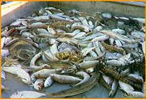 sea snakes caught in net