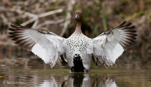 Australian-Wood-Duck (Akos Lumnitzer)