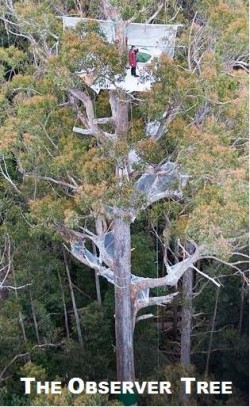 http://observertree.org/about/
