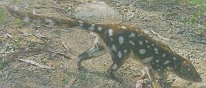 spotted-tailed-quoll