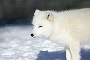 arcticfox_markmclaughlin