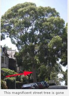 Magnificent Tree Gone