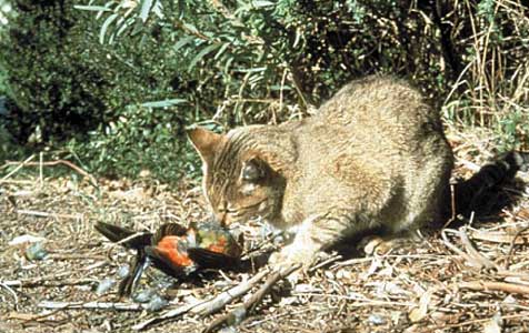 cat_killing_wildlife