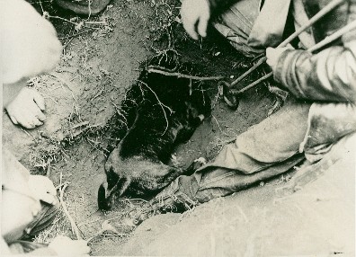 Badger Baiting Deviants