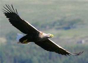 White-tailed sea eagle in flight