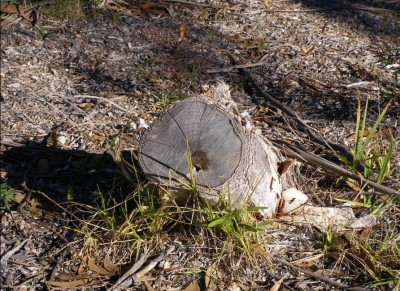 Eucalypts_chainsawed_for_the_views