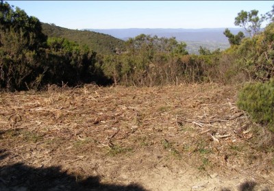 RFS_slashing_of_escaprment_heath_along_Cliff_Walk_20080223