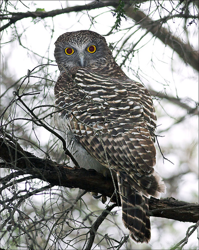 Powerful Owl