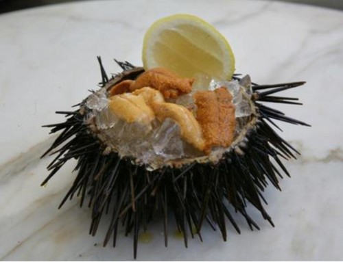 Sea Urchin (dished up at exclusive restaurant (Photo by Marco del Grande)
