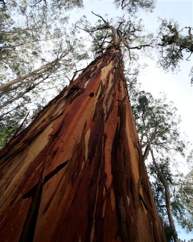 Judes - tall tree