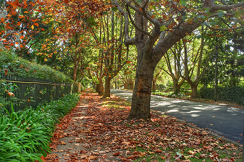 Ku-ring-gai leafy amenity