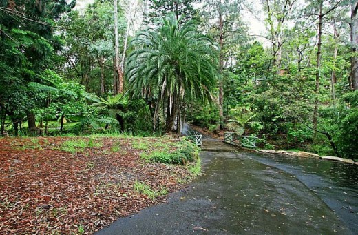 Turramurra landscape