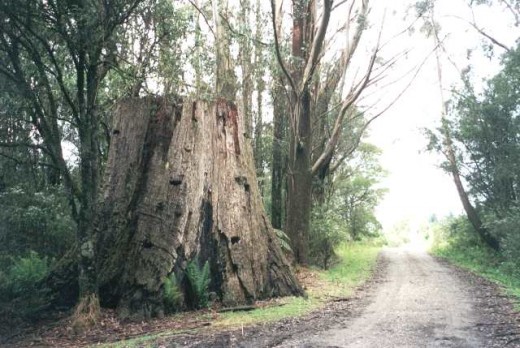 Balnook Stump (JTL's blogspot)