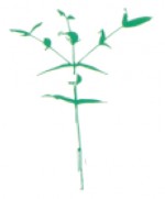 NAFI tree