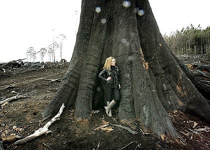 VicForests was 'ere (Photo by John Woudstra)
