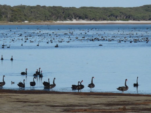 Swans and Teal LW 24 June