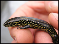 Blue Mountains Water Skink (The BushDoctor)