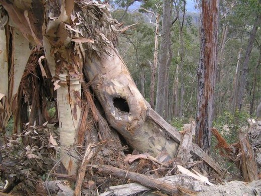 Clearly Marked Habitat Tree - destroyed by Forestry NSW