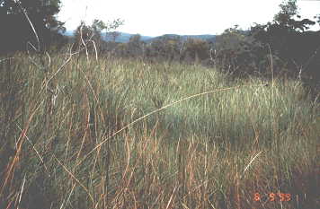Newnes Plateau swamp