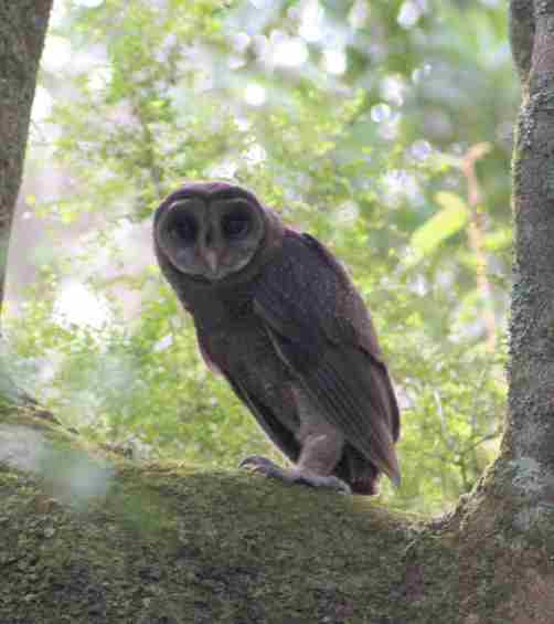 Sooty Owl (Lakes Entrance B&B Retreat)