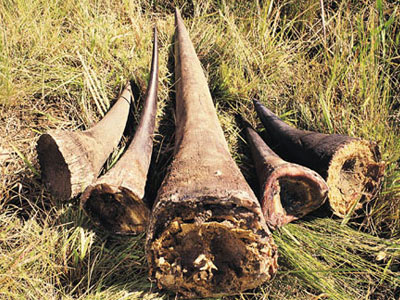 rhino_horn_africa_killed