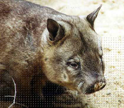 The Habitat Advocate Blog Archive Sth Aust Farmers Killing Hairy The Habitat Advocate Blog Archive Sth Aust Farmers Killing Hairy