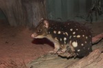 the-spotted-quoll