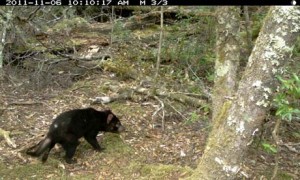 The Habitat Advocate » Blog Archive Miners eyeing off The Tarkine, just ...