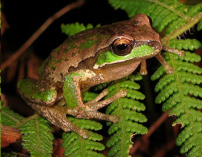 The Habitat Advocate Glandular Frog Archives The Habitat Advocate The Habitat Advocate Glandular Frog Archives The Habitat Advocate