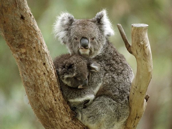 The Habitat Advocate Victorian Koalas Archives The Habitat Advocate