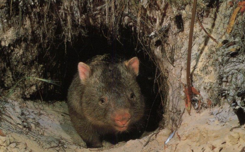 Bare-Nosed Wombat