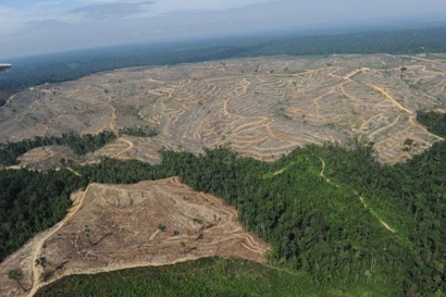 Malaysian Logging