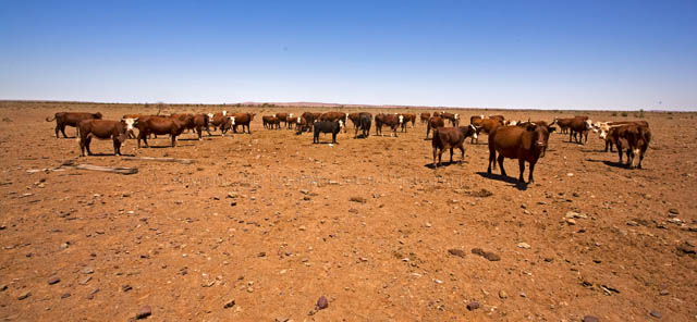 Northern Australian Cattle