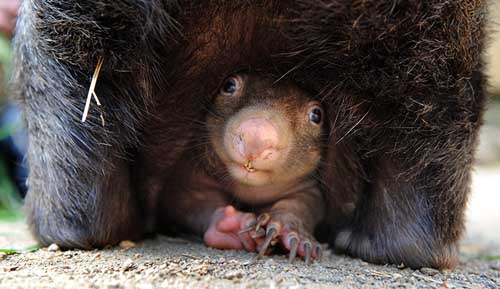 Wombat Joey