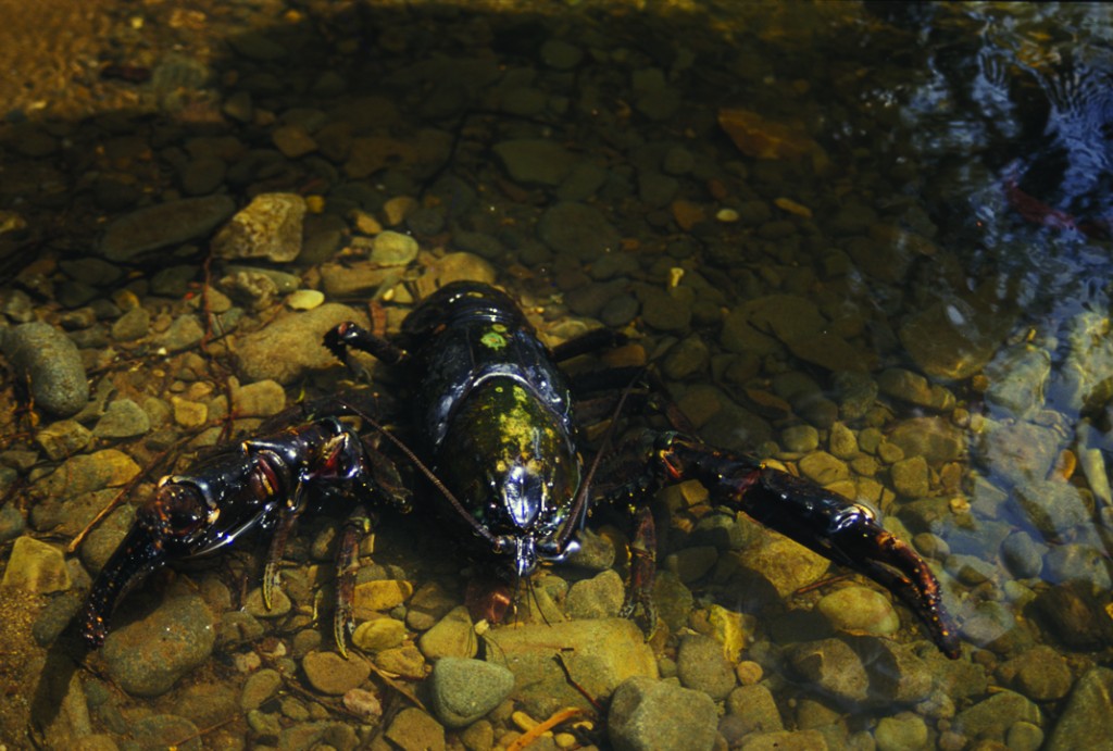 Tarkine's Giant Freshwater Crayfish -Astacopsis Gouldi (Photo by Ted Mead)