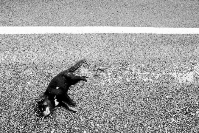 Tasmanian Devil Road Kill (Rhys Allen)