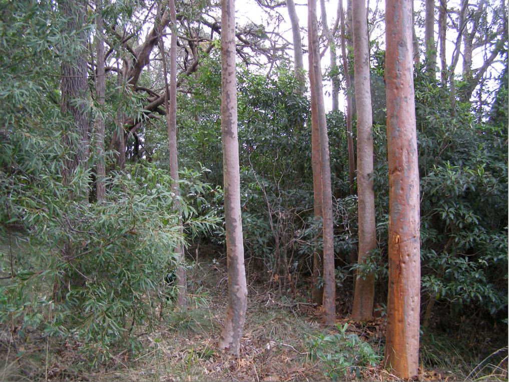 Bullaburra's remnant Angophora woodland