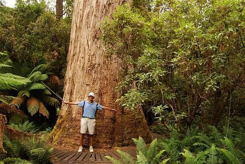 Tasmanian Oak (Eucalyptus regnans)