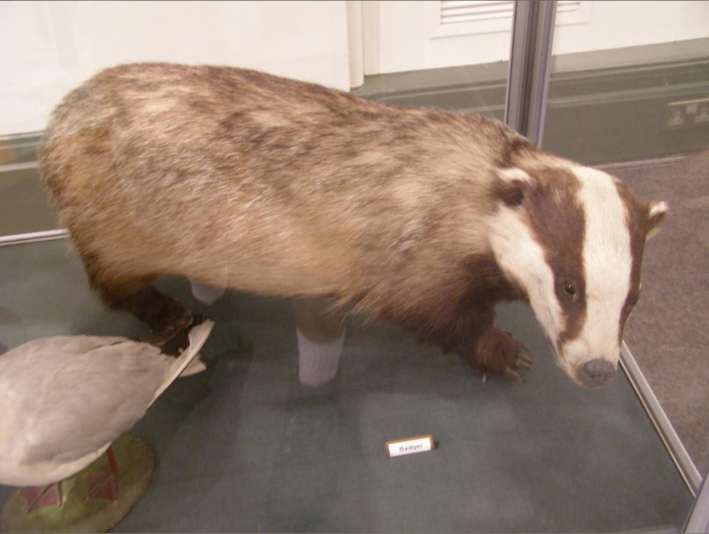 Taxidermied Badger