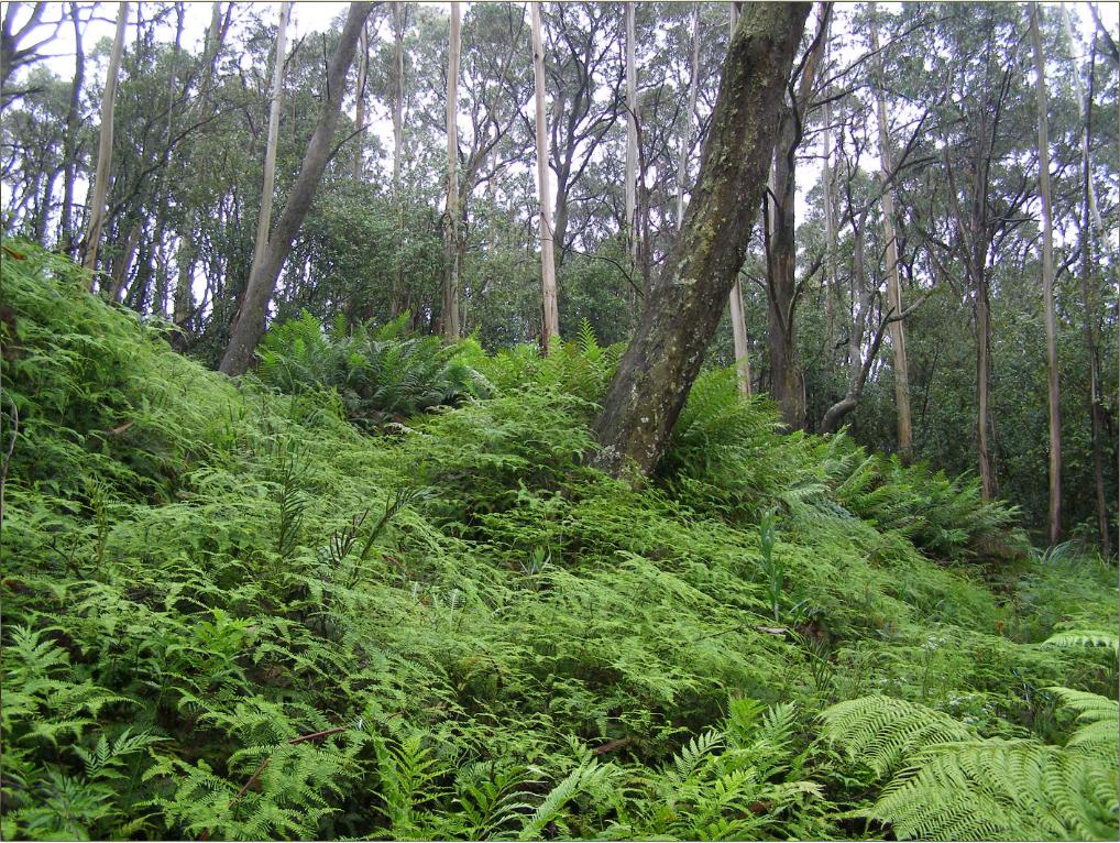 Katoomba Creek Swamp (King Ferns)