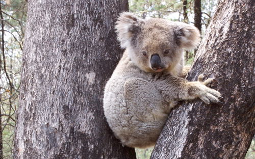 Koala Habitat