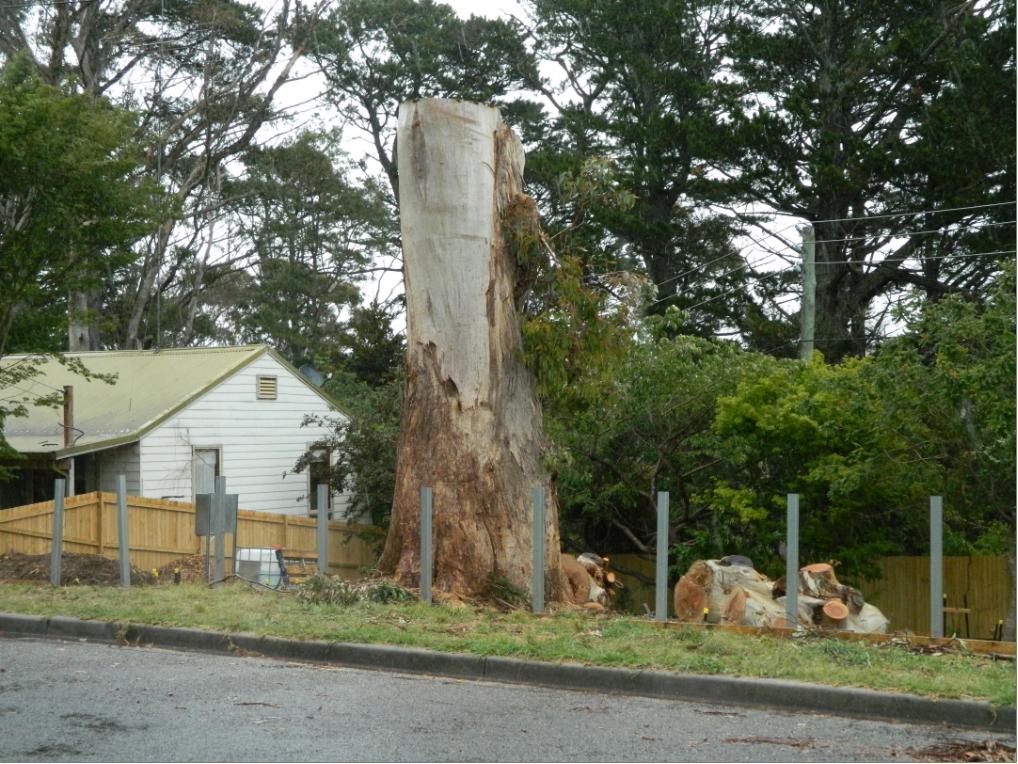 Tree Decapitated