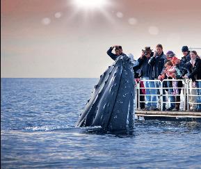 Queensland Tourism getting up close and personal with Humpback Whales